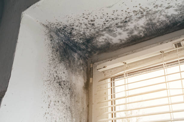 Affordable Hvac And Air Duct Mold Remediation solutions in Callao, VA